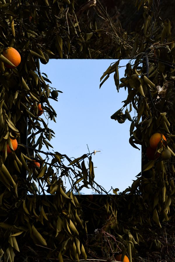 Character Building - Orange tree mirror_1920px.jpg