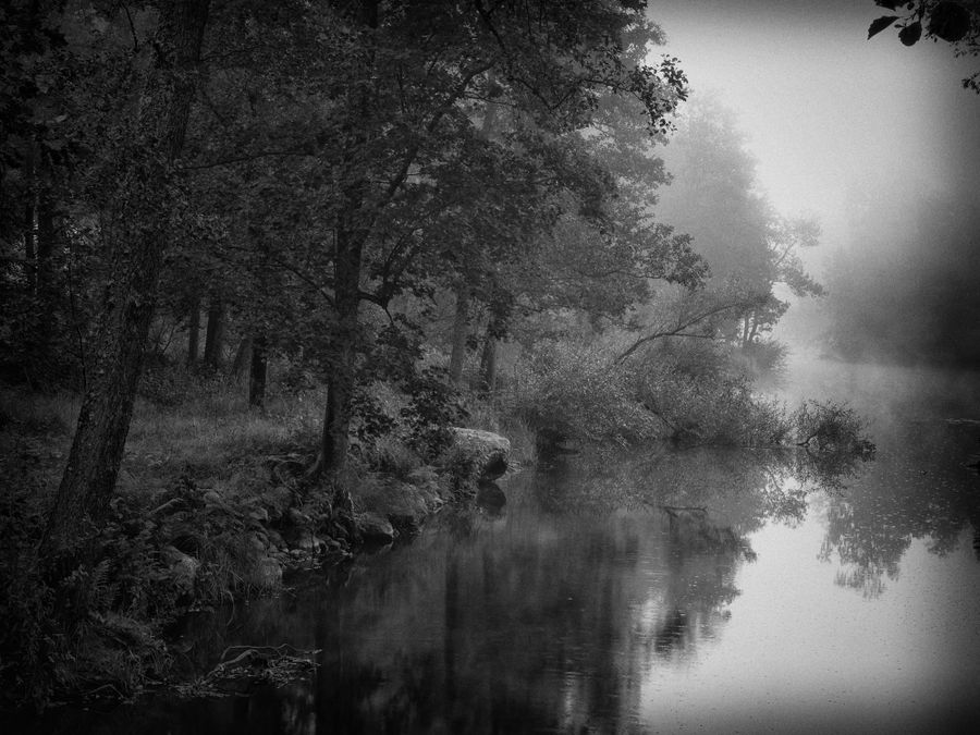 The Breath of the Forest.jpg