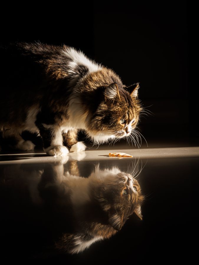 Emir Al Kafadji - Reflections of a predator.jpg