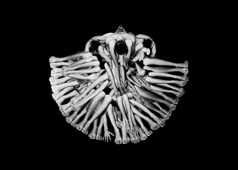 AEQUIPECTEN OPERCULARIS Bivalvi Bivalvia.  Sama.jpg