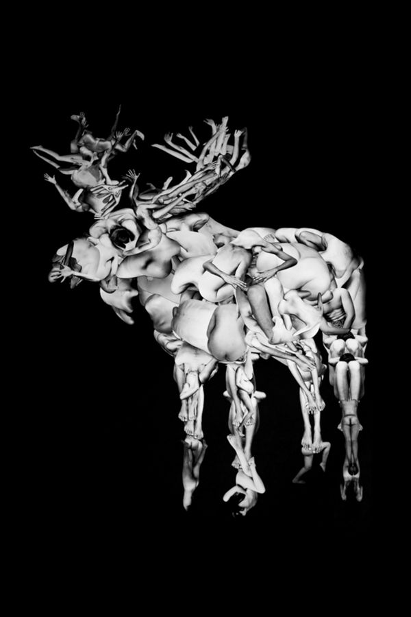 ALCES  ALCES Ruminanti Ruminantia. Sama.jpg