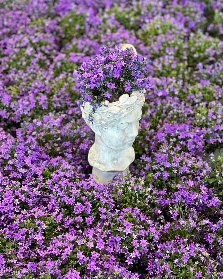 AlessandraCervetti_purple_in_my_mind.jpg