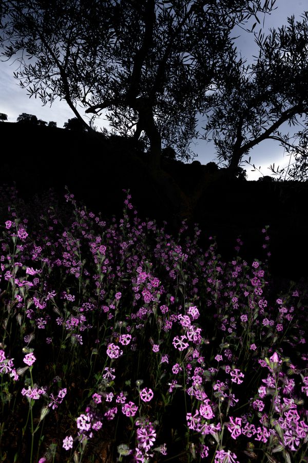 Character Building - Flashed purple flowers _1920px.jpg