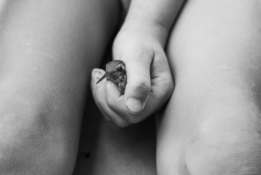 MaraTrilla_HummingbirdinFrida'sHand.jpg