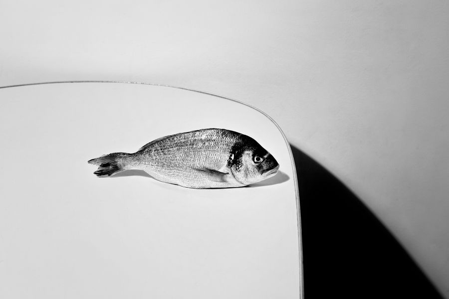 Mario_Ermoli_Still_Fish.jpg