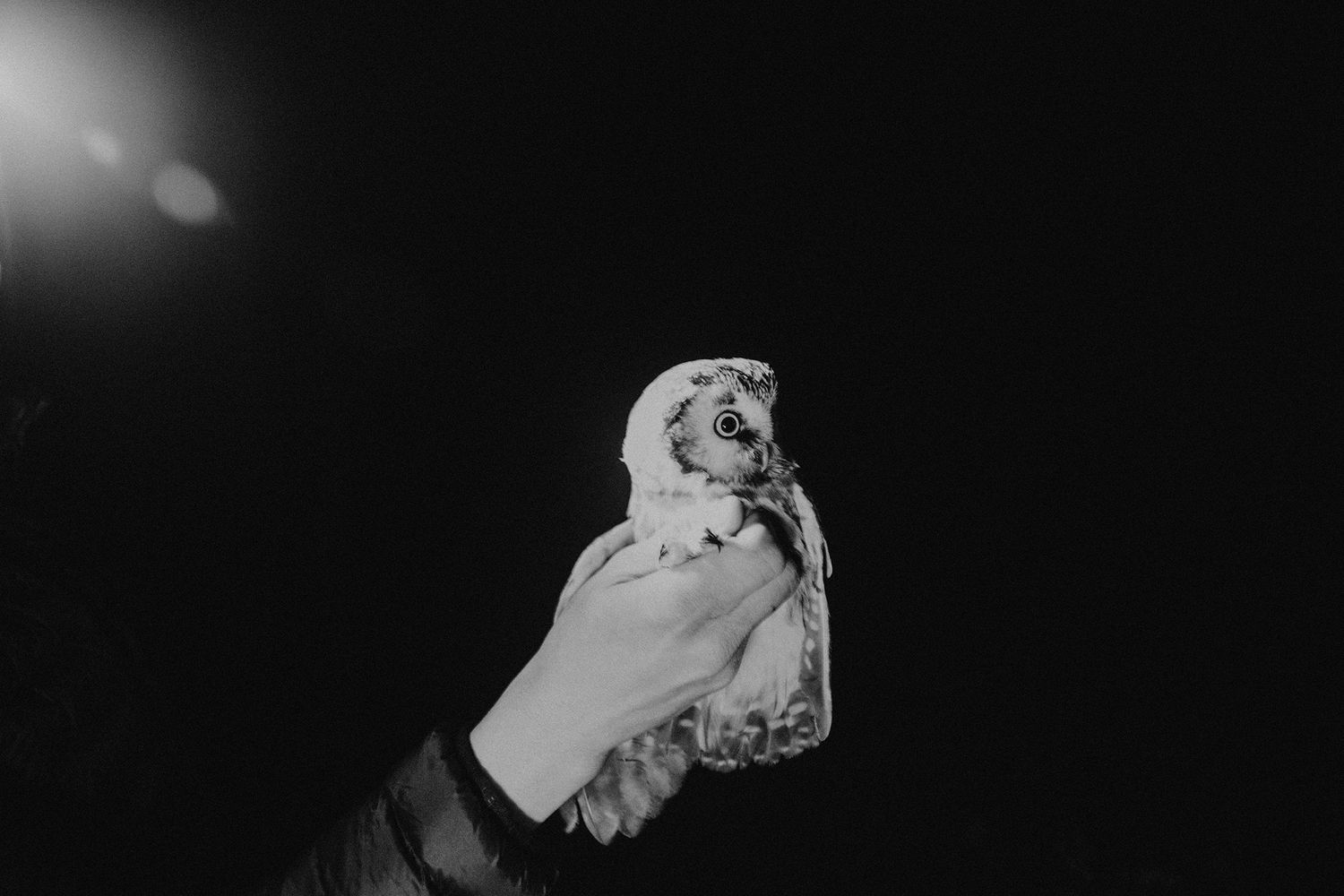 Boreal_Owl.jpg