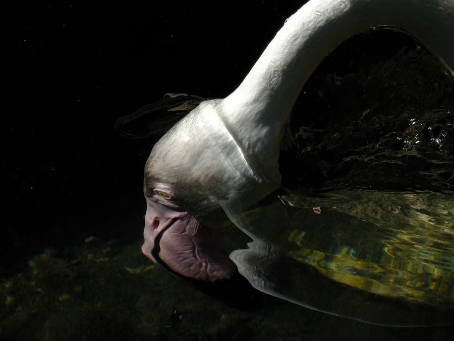 Flamingo_Where worlds dissolve_Nicole Giesa.jpg