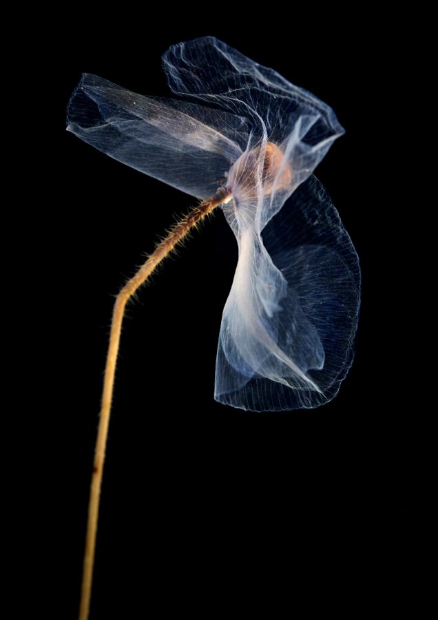 Sandra Madelane_Study of a Poppy_2.jpg