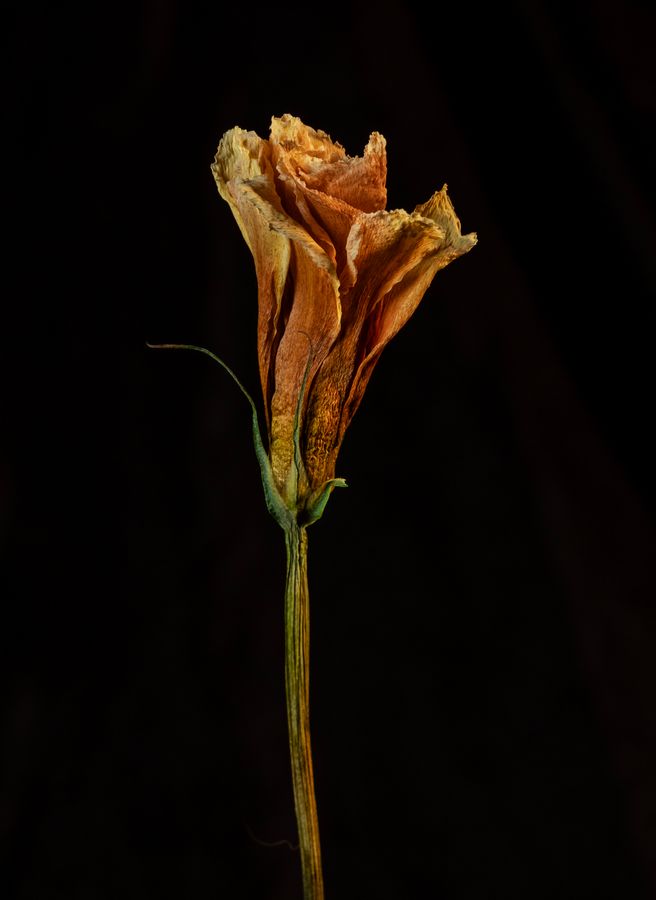 _DSF4872 S.jpg