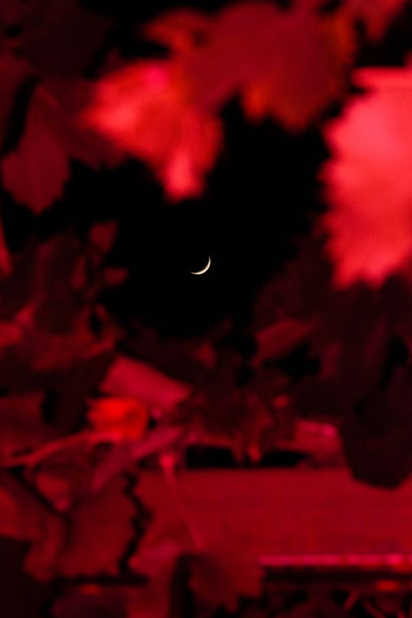 Character Building - Moon slice through grape vine_1920px.jpg