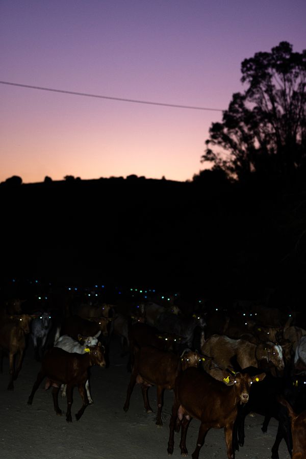 Character Building - Goatherd down by the river_1920px.jpg