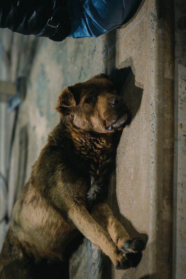 sleeping dog.jpeg