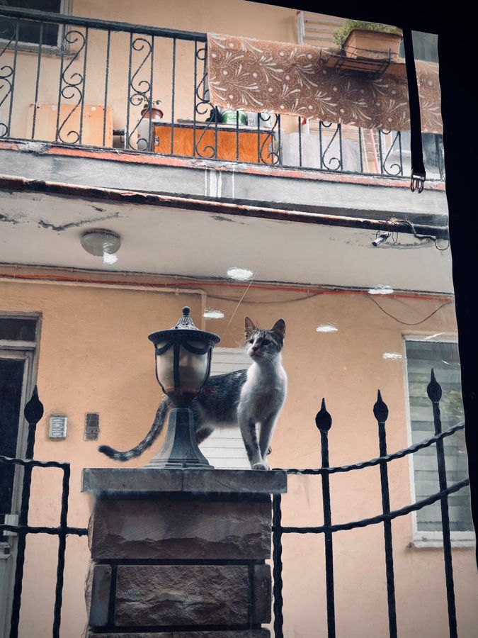 IMG_1985.jpeg