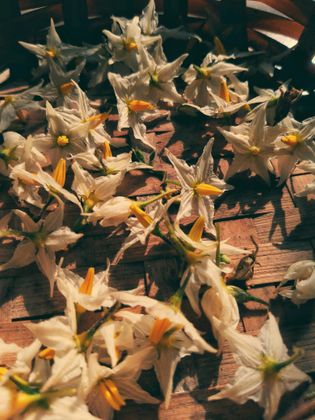 9_oviul_Botanical Silence.jpg