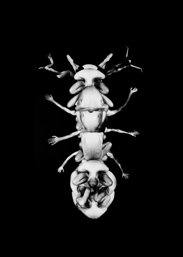 PARAPONERA CLAVATA Imenotteri Hymenoptera. Sama.jpg