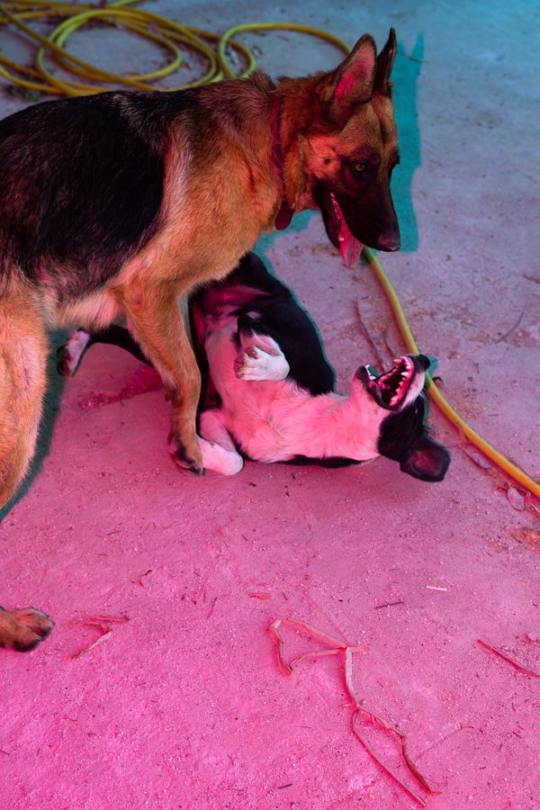 Character Building - Fighting dogs on patio_1920px.jpg