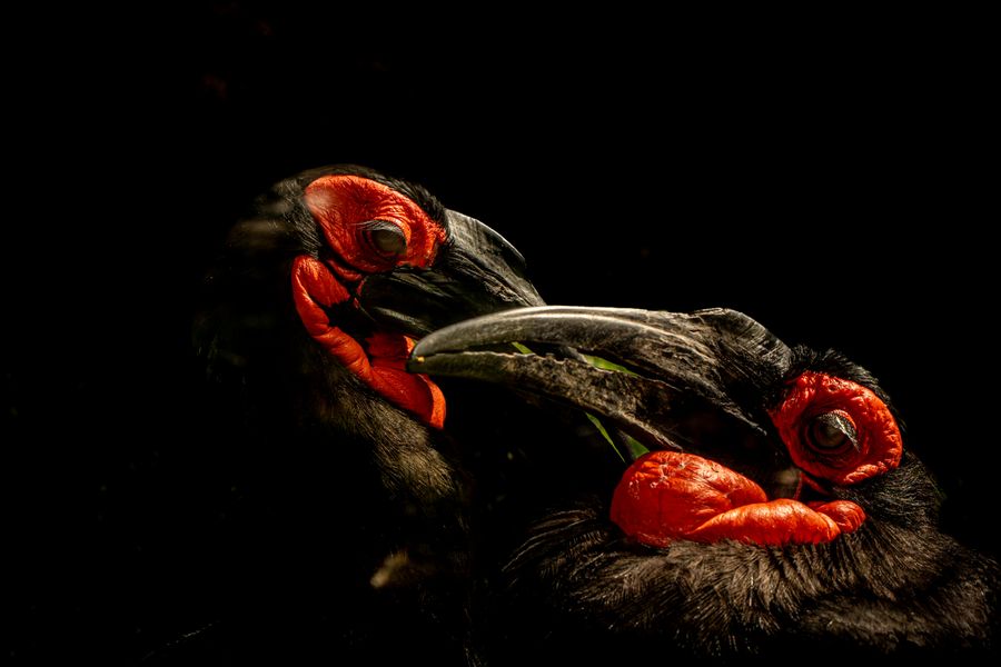 The Black Kiss - Abyssinian Ground Hornbills_IMG_2763-3.jpg