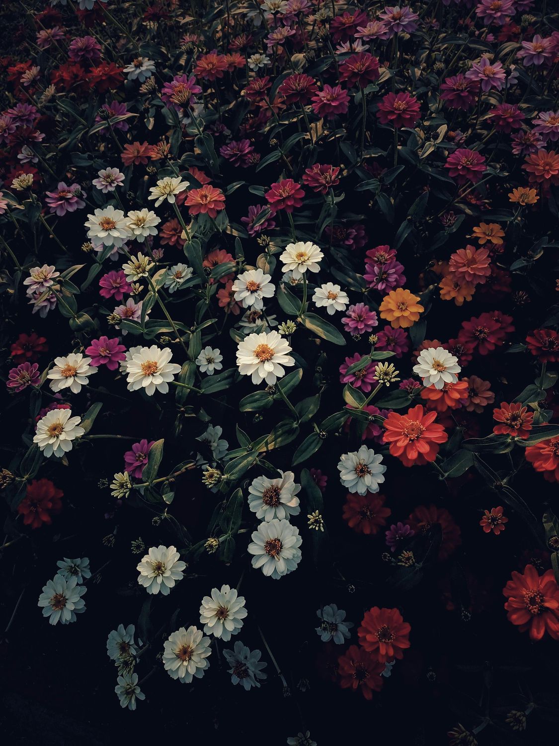 7_oviul_Botanical Silence.jpg