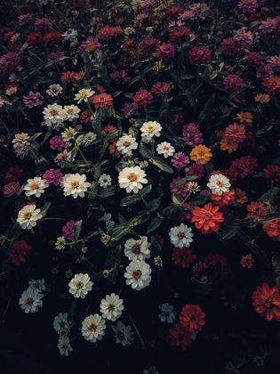 7_oviul_Botanical Silence.jpg