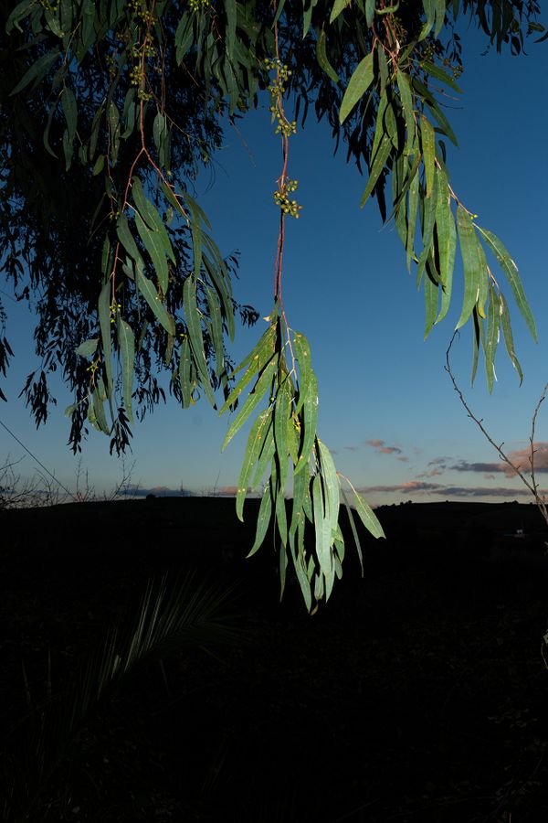 Character Building - Eucalyptus leaves hanging low_1920px.jpg