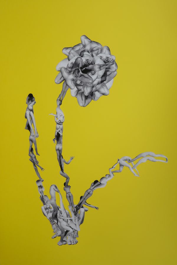 Narcissus pseudonarcissus.Sama Sbrissa.jpg