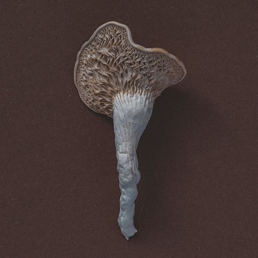 oyster_mushroom_kat_janikowska-leett.jpg