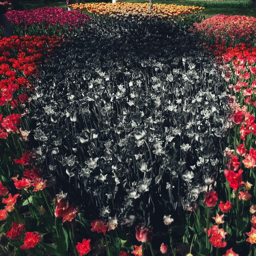 IMG_0237.jpeg
