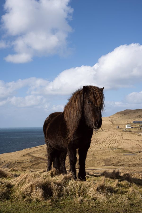 JamieChihuan_horse.jpeg