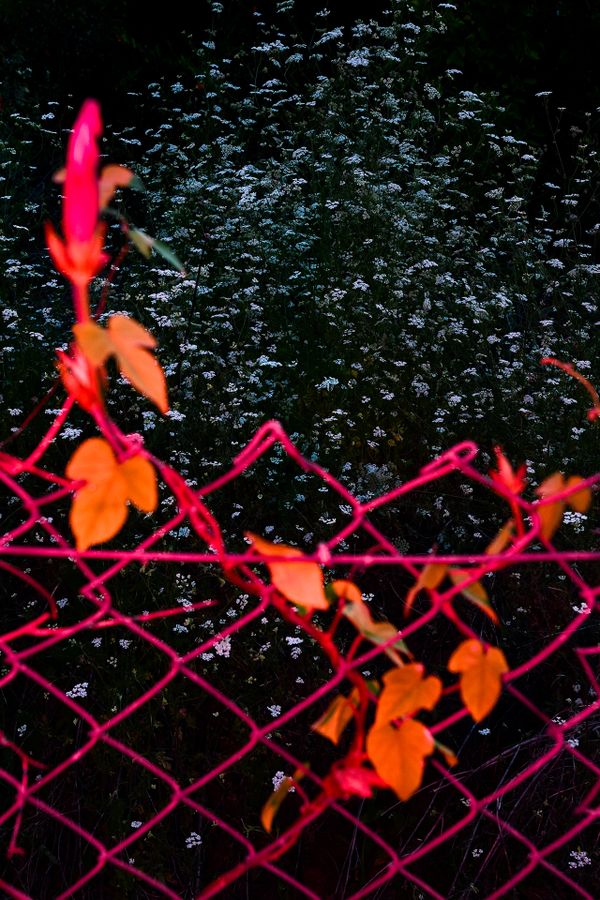 Character Building - Fenced white flowers_1920px.jpg