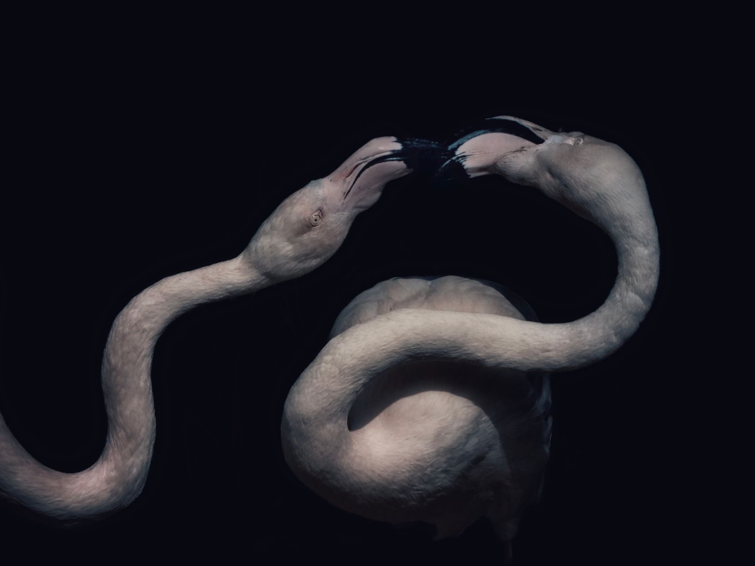 THE KISS_Flamingos_Nicole Giesa.jpg