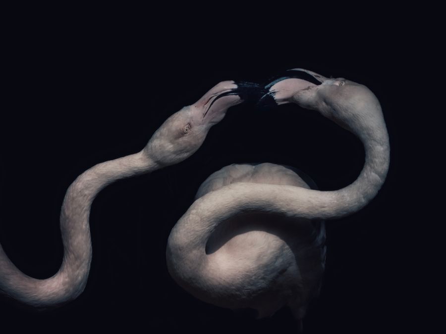 THE KISS_Flamingos_Nicole Giesa.jpg