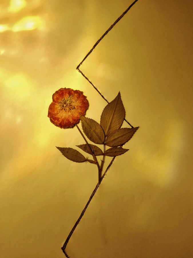 02_oviul_Botanical Silence.jpg