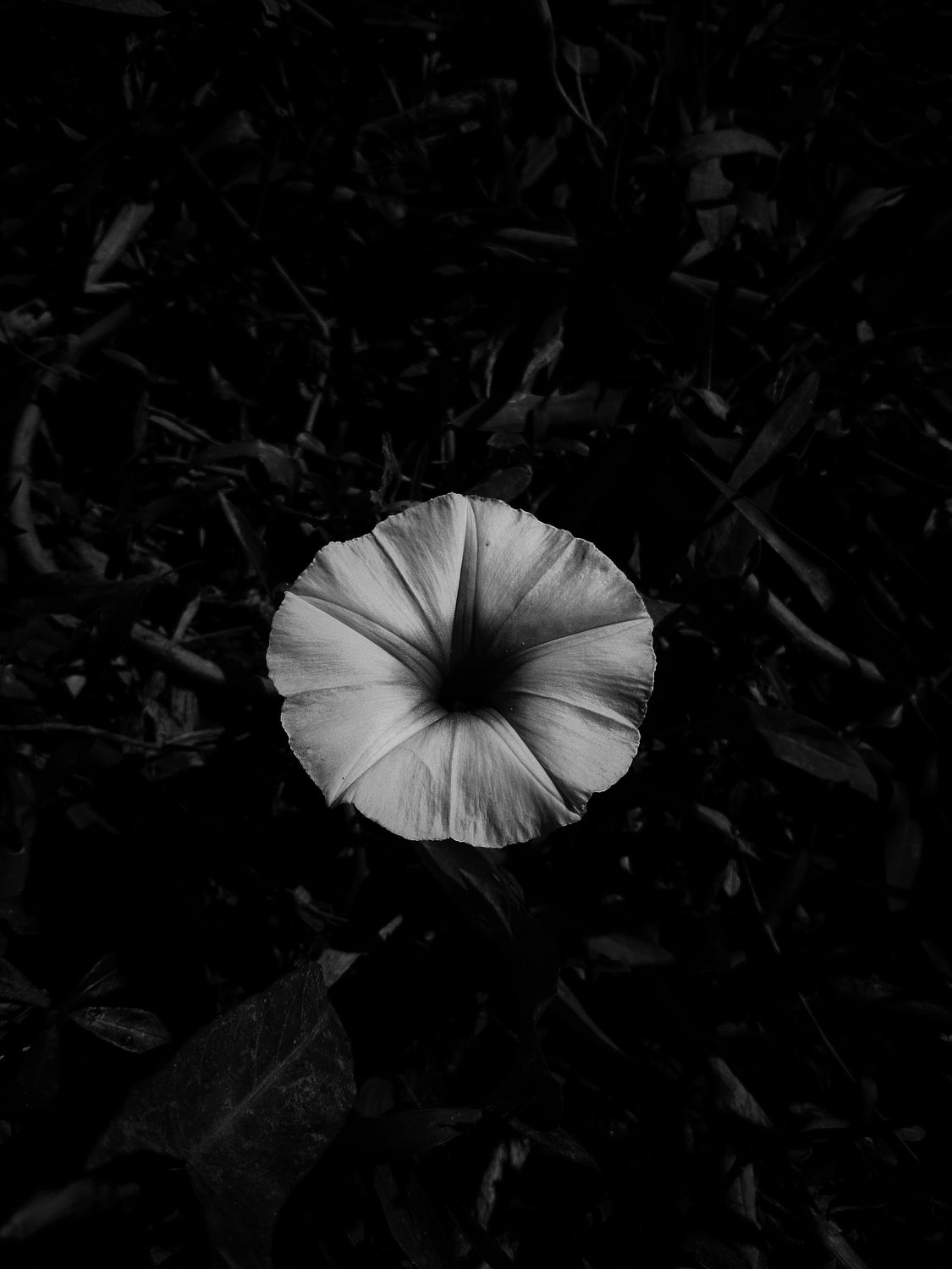 5_oviul_Botanical Silence.jpg