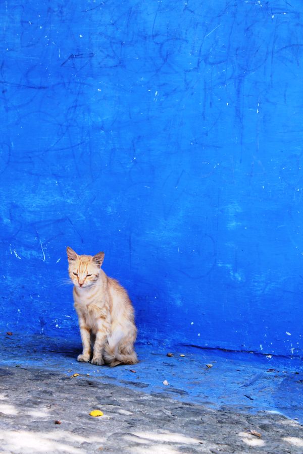 Feeling Blue.JPG