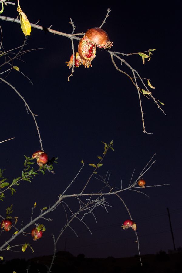 Character Building - Fine art pomegranate prints_1920px.jpg