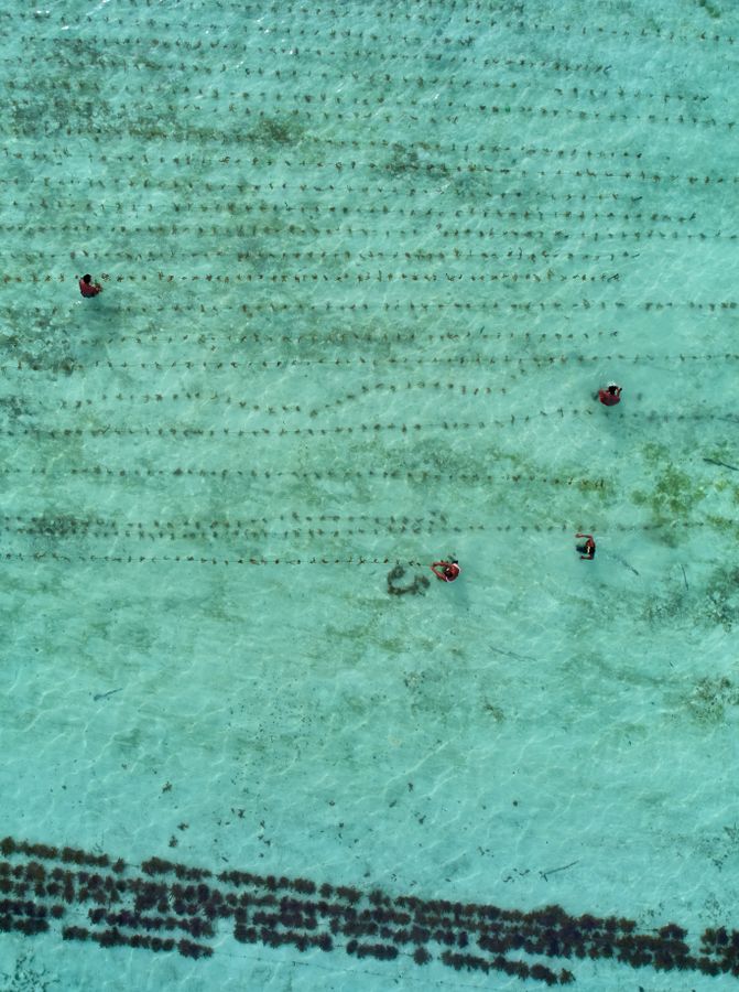 Solomon Islands Seaweed Farmers - Adam Sébire.jpg