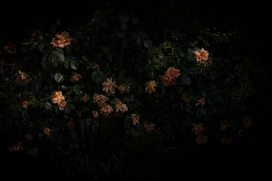 lovisa wanker-1.jpeg