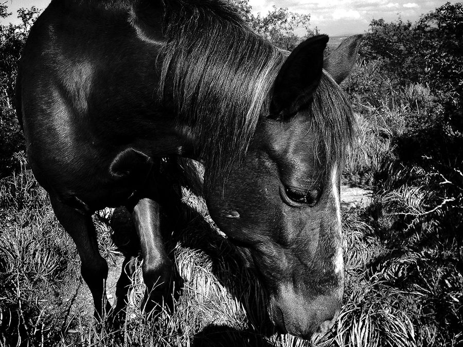 caballo copia.jpg