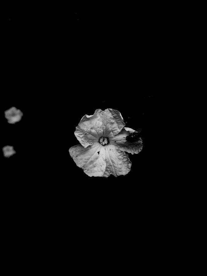 botanical silence flower 3.jpg