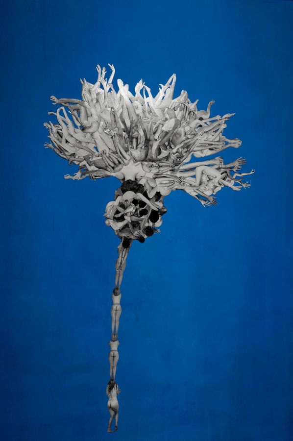 centaurea-cyanus.sama-sbrissa.jpg