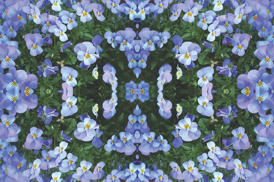 Blue Pansies_IG.jpg