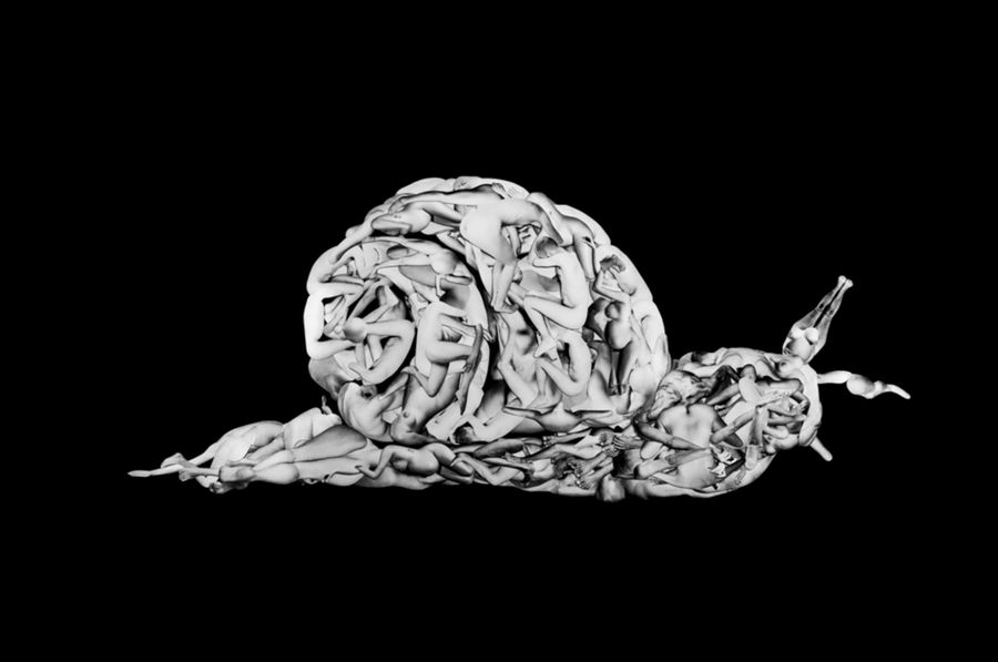 CORNU ASPERSUM Gasteropodi Gastropoda. Sama.jpg