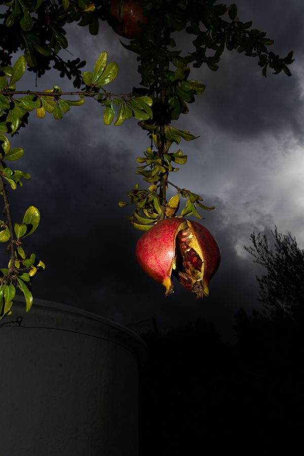 Character Building - Low hanging fruit_1920px.jpg