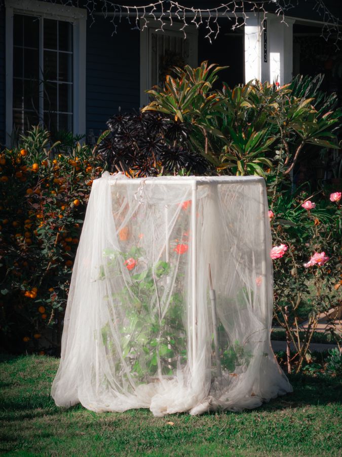 Veiled Roses - Remnants - Tommy Lei.jpg