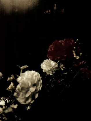 03_oviul_Botanical Silence.jpg