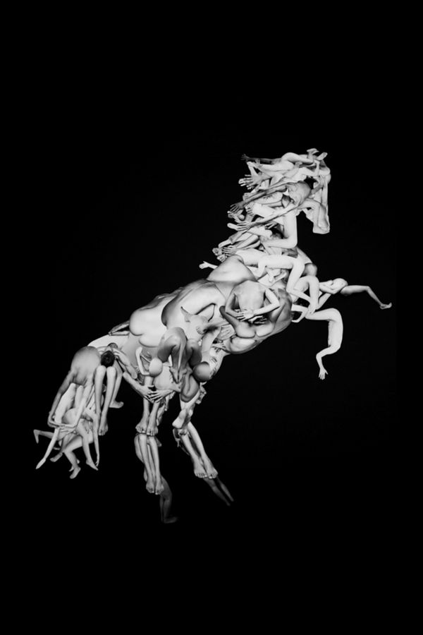 EQUUS FERUS CABALLUS Perissodattili Perissodactyla. Sama.jpg