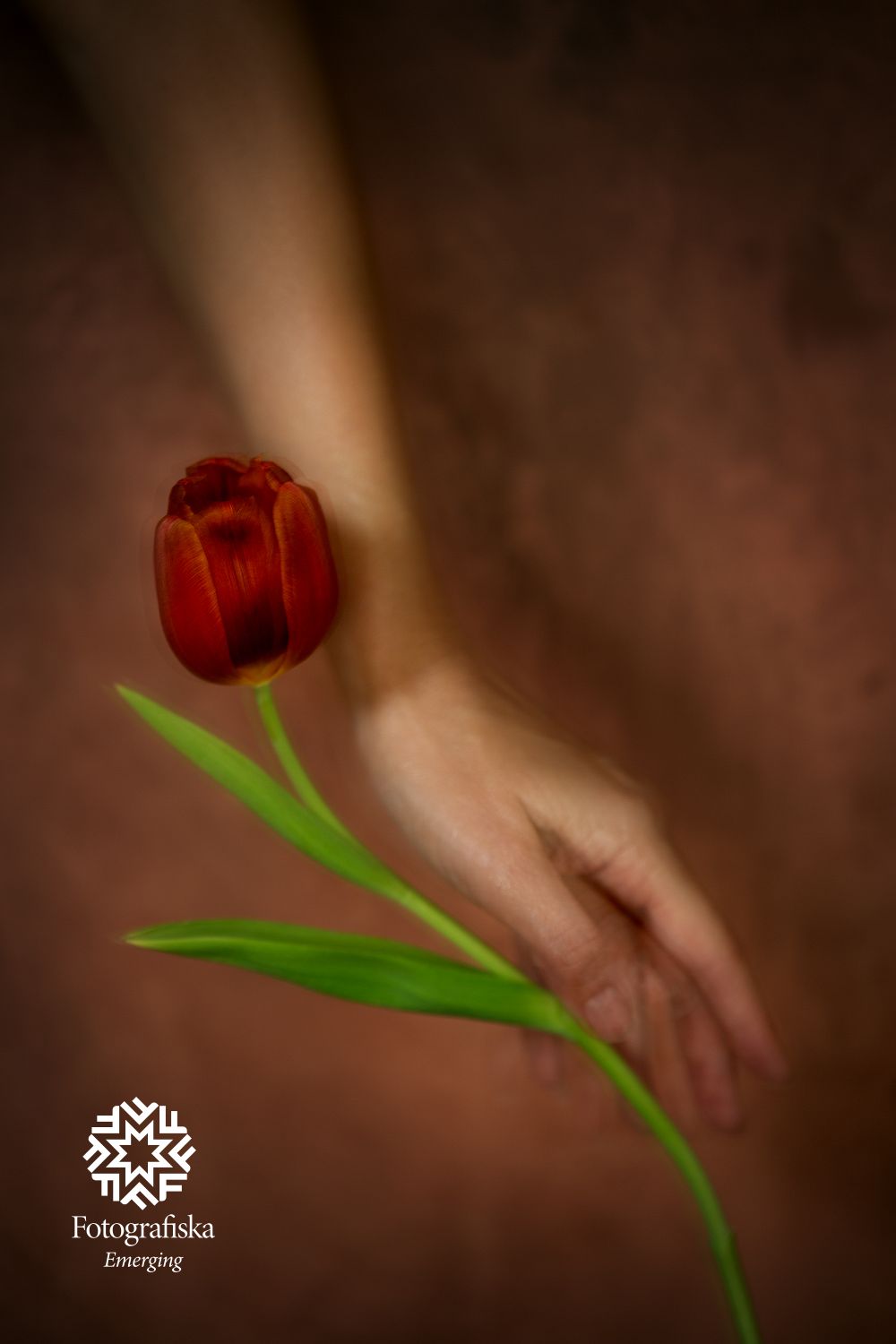 Beth Chen - Studies in Still Life and Gesture - Tulip 4sm.jpg