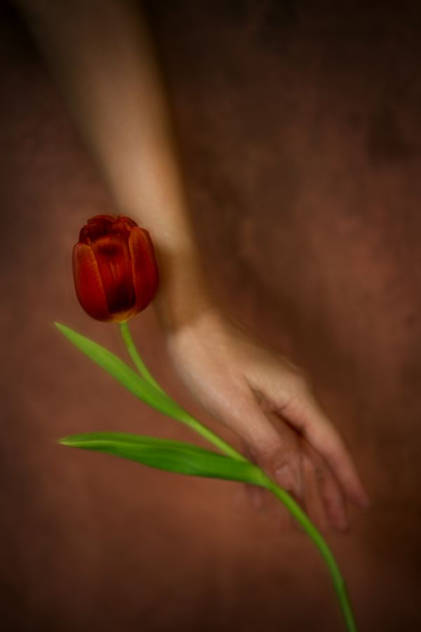 Beth Chen - Studies in Still Life and Gesture - Tulip  4sm.jpg
