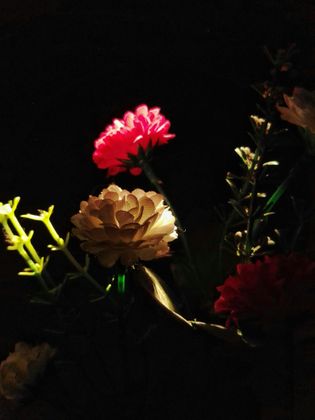 12_oviul_Botanical Silence.jpg