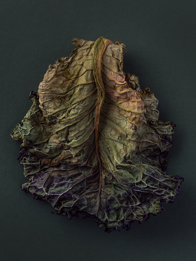 cabbage_katleett.png